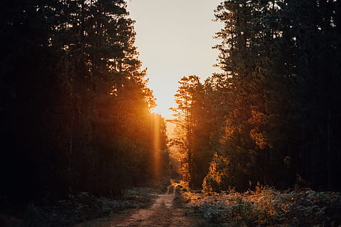 Weg, Bäume, Pfad, Baum, Sonnenlicht, Sonnenuntergang, Sonnenaufgang, Silhouette, Natur, draußen, Gras, Wald, Straße, Reise, Ausflug, Herbst, Landschaft, szenen, Jahreszeit, Sonne, Morgen, Sonnenstrahl, Schönheit in der Natur, Licht - natürliches Phänomen, Blatt, ländliche Szene, Gelb, Nicht-städtische Szene, Sonnenaufgang - Morgendämmerung, goldfarben, orange Farbe, keine Leute, Nebel, Sommer-, Ast, ruhige Szene, Umgebung, Fußweg, Himmel, Tag, Dämmerung, Hintergründe, hell, rot, lebendige Farbe, Pflanze, Geheimnis, 4K, CC0, gemeinfrei, lizenzfrei