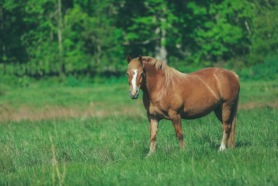 verd, herba, arbres, plantes, pastures, camp, granja, a l'aire lliure, cavall, animal, mamífer, planta, temes d'animals, terra, animals domèstics, vertebrats, color verd, nacional, mascotes, un animal, fauna animal, bestiar, naturalesa, dia, marró, arbre, cap gent, herbívors, 5K