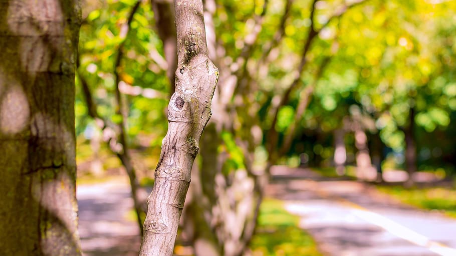 arbre, naturalesa, paisatge, bosc, verd, fusta, tardor, tarda, posta de sol, humor, atmosfera, brillant, color, colorit, al matí, parc, caminar, calmant, joia, pau, serè, meditació, suau, brisa, encantador, planta, centrar-se en primer pla, tronc de l'arbre, bellesa a la natura, tronc, creixement, tranquil·litat, cap gent, dia, a l'aire lliure, terra, llum solar, color verd, escena tranquil·la, medi ambient, temes d'animals, escena no urbana, selva tropical, 2K