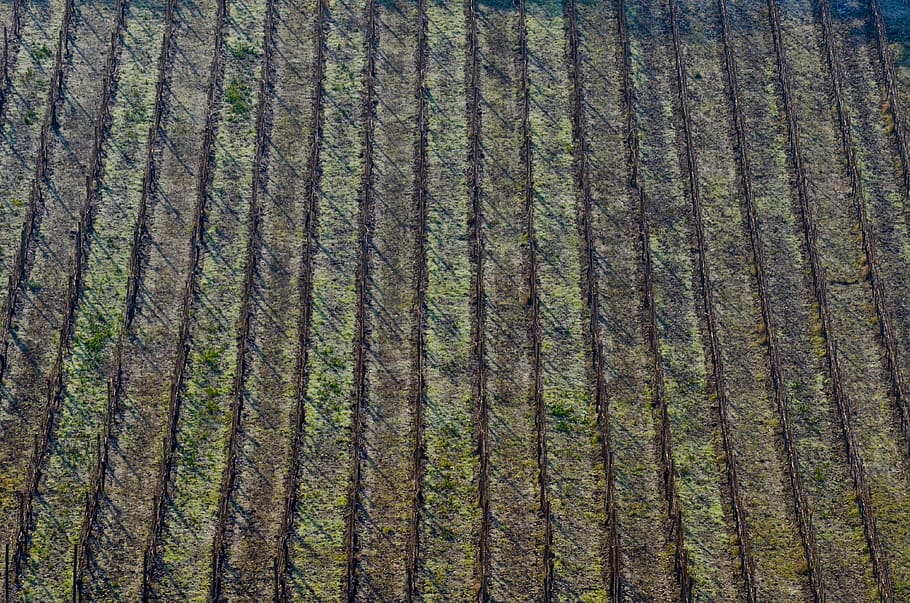 vinya, vinyes, hivern, fons, viticultura, enòleg, agricultura, vi, estructura, paisatge, marc complet, patró, creixement, escena rural, cap gent, dia, vista d’angle alt, camp, terra, arbre, naturalesa, en fila, planta, bellesa a la natura, granja, medi ambient, color verd, a l'aire lliure, 4K