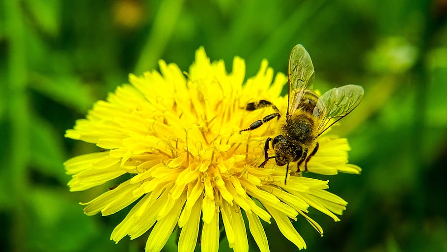 bi, flor, naturalesa, planta amb flors, animal, temes d'animals, fragilitat, fauna animal, vulnerabilitat, insecte, invertebrat, groc, bellesa a la natura, pètal, frescor, planta, un animal, animals a la natura, cap de flor, primer pla, creixement, centrar-se en primer pla, polinització, cap gent, pol·len, a l'aire lliure, ala dels animals, 5K