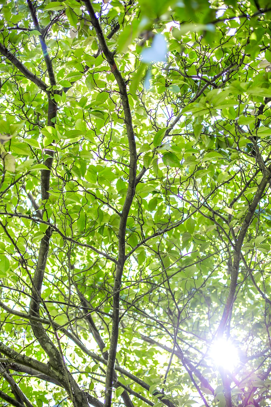 arbre, planta, full, llum, Austràlia, taronja nsw, jardins botànics taronja, tronc de l'arbre, verd, llum solar, flare solar, buscant, branques, fulles, sol, flamarada, animal, ocell, bedoll, roure, vista d’angle baix, creixement, bellesa a la natura, color verd, branca, dia, naturalesa, cap gent, part de la planta, a l'aire lliure, tranquil·litat, marc complet, bosc, fons, cel, fullatge, copa de l'arbre, bengales solars, streaming, 5K