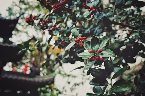 arbre verd, planta, fruita, menjar, 喜 寺, Hangzhou, Xina, cirera, nabiu, flor, venes, full, animal, ocell, pinzell, acanthaceae, pruna, brot, brollar, barana, planta amb flors, bellesa a la natura, creixement, frescor, vulnerabilitat, centrar-se en primer pla, fragilitat, naturalesa, vermell, primer pla, pètal, dia, cap gent, part de la planta, inflorescència, arbre, a l'aire lliure, cap de flor, 4K, CC0, domini públic, lliure de regalies
