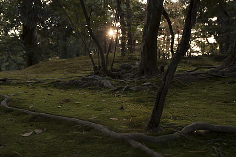 green leafed tree, light, flare, plant, tree, vegetation, tree trunk, outdoors, sunlight, grove, nature, land, woodland, forest, root, grass, apparel, clothing, undershirt, ground, sky, trunk, no people, tranquility, growth, field, tranquil scene, day, beauty in nature, non-urban scene, falling, branch, environment, wood, 4K, CC0, public domain, royalty free