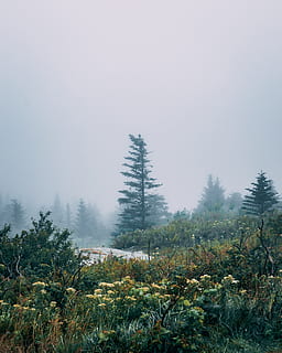 arbres verds, arbre, flora, planta, abies, conífera, avet, Estats Units, el port del bar, Cadillac mountain, gris, picea, herba, temps, boira, naturalesa, bosc, a l'aire lliure, terra, vegetació, paisatge, bellesa a la natura, creixement, tranquil·litat, escena tranquil·la, cel, cap gent, escenics - natura, dia, escena no urbana, medi ambient, color verd, idíl·lic, arbre de coníferes, 4K, CC0, domini públic, lliure de regalies