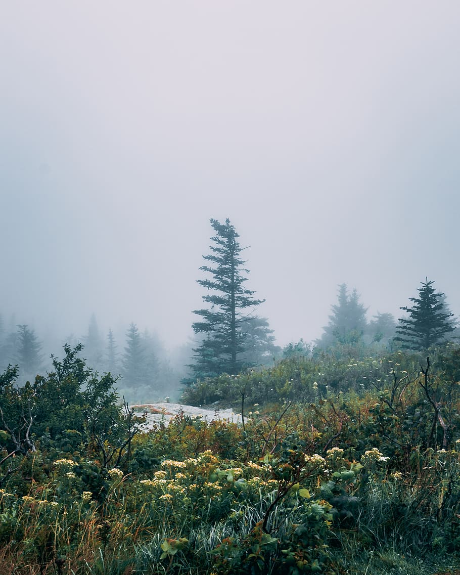 arbres verds, arbre, flora, planta, abies, conífera, avet, Estats Units, el port del bar, Cadillac mountain, gris, picea, herba, temps, boira, naturalesa, bosc, a l'aire lliure, terra, vegetació, paisatge, bellesa a la natura, creixement, tranquil·litat, escena tranquil·la, cel, cap gent, escenics - natura, dia, escena no urbana, medi ambient, color verd, idíl·lic, arbre de coníferes, 4K