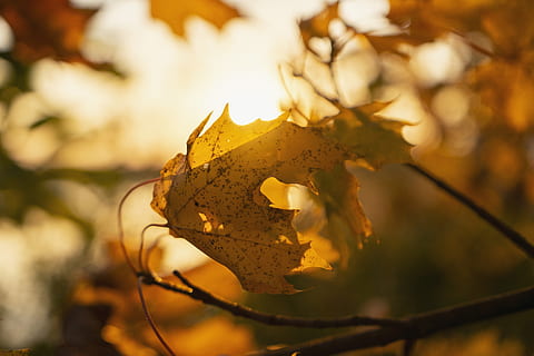 braunes Blatt, Blatt, sonnig, Wald, Baum, Sonne, Neu, hoffen, braun, Herbst, Sonnenlicht, Strahl, Raylight, Blattmuster, Orange, Natur, Jahreszeit, Gelb, draußen, Ast, goldfarben, orange Farbe, Oktober, Pflanze, Schönheit in der Natur, lebendige Farbe, Ahornbaum, keine Leute, Hintergründe, hell, Nahansicht, Farbbild, Tag, mehrfarbig, üppiges Laub, Farben, Licht - natürliches Phänomen, Umgebung, rot, Park - menschgemachter Raum, szenen, Makro, grüne Farbe, September, 5K, CC0, gemeinfrei, lizenzfrei