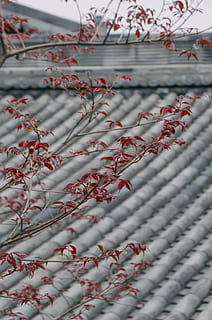 red-leafed tree, flock, animal, nature, outdoors, roof, blossom, plant, petal, flower, bird, ice, flamingo, cardinal, paper, home decor, scenery, waterfowl, flying, sky, text, no people, pattern, day, full frame, close-up, backgrounds, textile, focus on foreground, red, selective focus, white color, tree, high angle view, built structure, creativity, branch, 4K, CC0, public domain, royalty free