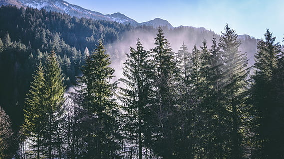 grøn, fyrretræ, dagtimerne, plante, træ, gran, abies, Italien, nåletræ, Trento, natur, vinter, bjerge, blå, kold, is, sol, ray, hvid, stråler, sollys, skønhed i naturen, bjerg, scenics - natur, ro, vækst, rolig scene, jord, Skov, ikke-urbane scene, dag, ingen mennesker, miljø, idyllisk, himmel, bjergkæde, udendørs, 5K, CC0, offentligt domæne, royaltyfrie