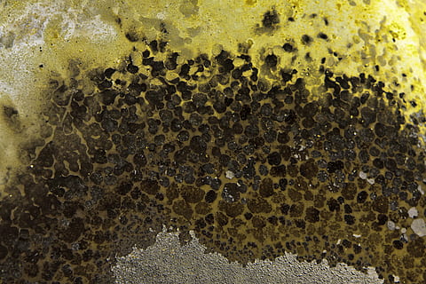 color, textura, patró, fons, primer pla, marc complet, cap gent, patró natural, naturalesa, resum, bombolla, macro, menjar i beguda, a l'interior, dia, temes d'animals, aspre, bellesa a la natura, bresca, menjar, efecte texturat, 4K, CC0, domini públic, lliure de regalies