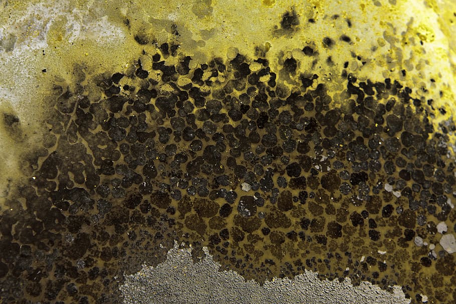 color, textura, patró, fons, primer pla, marc complet, cap gent, patró natural, naturalesa, resum, bombolla, macro, menjar i beguda, a l'interior, dia, temes d'animals, aspre, bellesa a la natura, bresca, menjar, efecte texturat, 4K