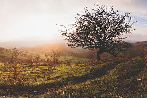 albero senza foglie verde, spero valle, Regno Unito, flora, pianta, albero, prateria, campo, all'aperto, altopiano, quercia, Alba, crepuscolo, cielo, natura, tramonto, cielo rosso, erba, ghiaia, strada sterrata, la tranquillità, bellezza nella natura, paesaggio, scena tranquilla, ambiente, terra, scenics - natura, scena non urbana, albero nudo, nessuno, crescita, luce del sole, a distanza, sole, isolato, 5K, CC0, dominio pubblico, privo di copyright