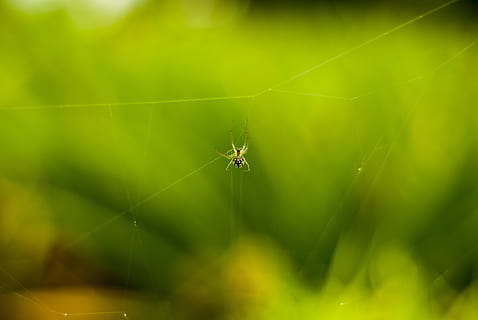 ragno, piccolo, insetto, invertebrato, temi animali, animale, aracnide, fauna selvatica, ragnatela, animali allo stato selvatico, un animale, artropodo, fragilità, avvicinamento, colore verde, concentrarsi sulle conoscenze acquisite, nessuno, messa a fuoco selettiva, sopravvivenza, web, natura, all'aperto, gamba animale, 4K, CC0, dominio pubblico, privo di copyright
