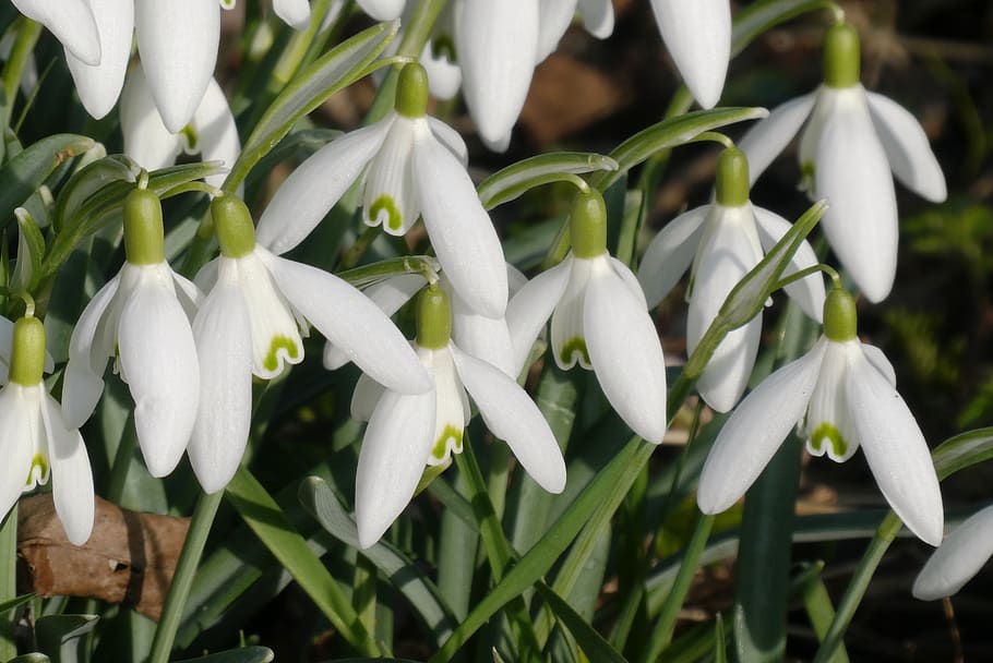 snowdrops, primavera, flor de primavera, florir, flors, flor, plantes, blanc, naturalesa, jardí, idíl·lic, snowdrop, planta, bellesa a la natura, creixement, planta amb flors, frescor, pètal, vulnerabilitat, primer pla, fragilitat, Color blanc, inflorescència, cap de flor, centrar-se en primer pla, cap gent, dia, a l'aire lliure, 2K