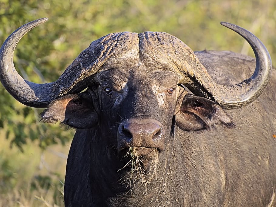 bufalo, capo, corna, massiccio, bestia, pericoloso, Africa, erbivoro, natura, temi animali, animale, mammifero, un animale, vertebrato, fauna selvatica, animali domestici, concentrarsi sulle conoscenze acquisite, bestiame, cornuto, giorno, nessuno, ritratto, guardando la fotocamera, animali allo stato selvatico, avvicinamento, domestico, all'aperto, testa di animale, 2K