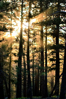 træer, sollys, Sunray, aften, solnedgang, Skov, sol, træ, plante, jord, skønhed i naturen, ro, vækst, natur, scenics - natur, rolig scene, bagagerum, ingen mennesker, træstamme, dag, ikke-urbane scene, solstråle, udendørs, himmel, linseflare, nåletræ, fyrretræ, fyrreskov, streaming, 4K, CC0, offentligt domæne, royaltyfrie