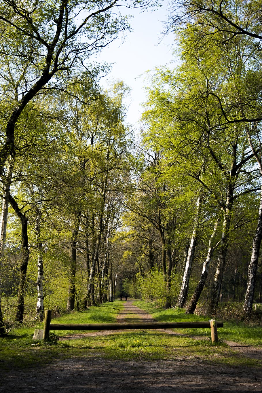 albero, pianta, erba, sentiero, natura, tronco d'albero, all'aperto, foresta, strada, betulla, verde, pista, sombra, naranja, camino, Cuadro, pintura, perspectiva, naturaleza, la tranquillità, terra, bellezza nella natura, nessuno, direzione, crescita, scenics - natura, giorno, la strada davanti, scena tranquilla, parco, colore verde, ambiente, paesaggio, bosco, 5K