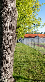 arbre, planta, herba, tronc de l'arbre, verd, universitat, cel, Alemanya, freiberg, blau, marró, sachsen, gespa, maple, naturalesa, a l'aire lliure, pati, tanca, parc, den, tronc, estructura construïda, dia, creixement, arquitectura, cap gent, terra, color verd, camp, exterior de l'edifici, edifici, tranquil·litat, sendera, 4K, CC0, domini públic, lliure de regalies