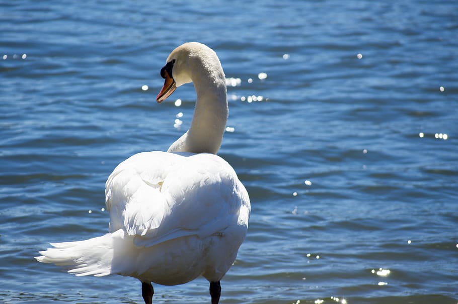 Kanada, toronto, voda, zvířata ve volné přírodě, pták, obratlovců, zvířat, zvíře, labuť, jezero, bílá barva, vodní pták, mute swan, Příroda, den, jednoho zvířete, zoologie, nikdo, plavání, zaměřit se na popředí, zvířecí krk, 5K