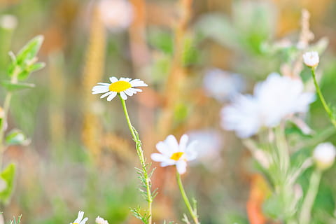 chamomiles, ฤดูใบไม้ผลิ, ดอกไม้, พื้นหลัง, กลางแจ้ง, ใกล้ชิด, แสงแดด, ทุ่งหญ้า, สีเขียว, ขาว, ต้นกล้า, กลีบดอกไม้, สมุนไพร, สนาม, แดดจัด, หญ้า, ฤดูร้อน, ดอก, ดอกแคมะไมล์, ดวงอาทิตย์, ดอกเดซี, ดอกคาโมไมล์, พฤกษา, ปลูก, ธรรมชาติ, ไม้ดอก, ความสด, ความงามในธรรมชาติ, ความบอบบาง, ความอ่อนแอ, การเจริญเติบโต, หัวดอกไม้, สีเหลือง, ช่อดอก, ไม่มีคน, มุ่งเน้นไปที่เบื้องหน้า, วัน, ลำต้นของพืช, เลือกโฟกัส, 2K, CC0, โดเมนสาธารณะ, ค่าลิขสิทธิ์ฟรี
