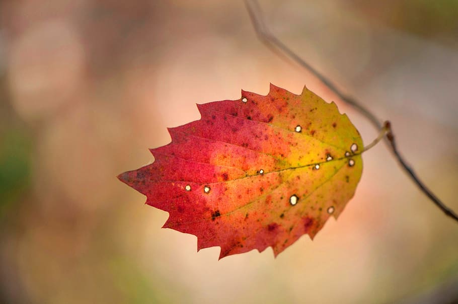 hoja, otoño, naturaleza, flora, al aire libre, escritorio, árbol, de cerca, color, Fruta, arce, parte de la planta, cambio, centrarse en primer plano, planta, nadie, vena de la hoja, día, belleza en la naturaleza, rojo, hoja de arce, enfoque selectivo, copia espacio, solo objeto, condición natural, 1080P