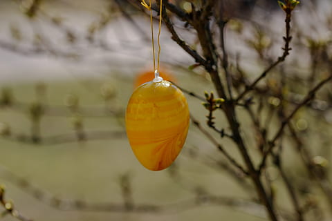 paasei, Pasen, struik, ei, gekleurde, kleur, kleurrijk, de lente, Pasen-thema, wenskaart, pasen decoraties, gewoonte, Pasen decoratie, eivormig, opknoping, focus op de voorgrond, boom, voedsel, eten en drinken, fabriek, Oranje kleur, fruit, tak, dag, detailopname, natuur, groei, gezond eten, geen mensen, buitenshuis, geel, versheid, takje, welzijn, rijp, 5K, CC0, publiek domein, royaltyvrij