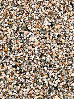 petxines variades, catifa, iran, mar caspi, província mazandaran, patró, carretera, marisc, mar, textura, mínim, shell, grava, Carretera bruta, menjar, còdols, la vida marina, animal, cloïssa, petxina de mar, invertebrat, gran grup d'objectes, abundància, marc complet, fons, cap gent, benestar, menjar i beguda, vista d’angle alt, alimentació saludable, directament a sobre, dia, natura morta, naturalesa, frescor, primer pla, sòlid, rock, aliments crus, a l'aire lliure, 4K, CC0, domini públic, lliure de regalies