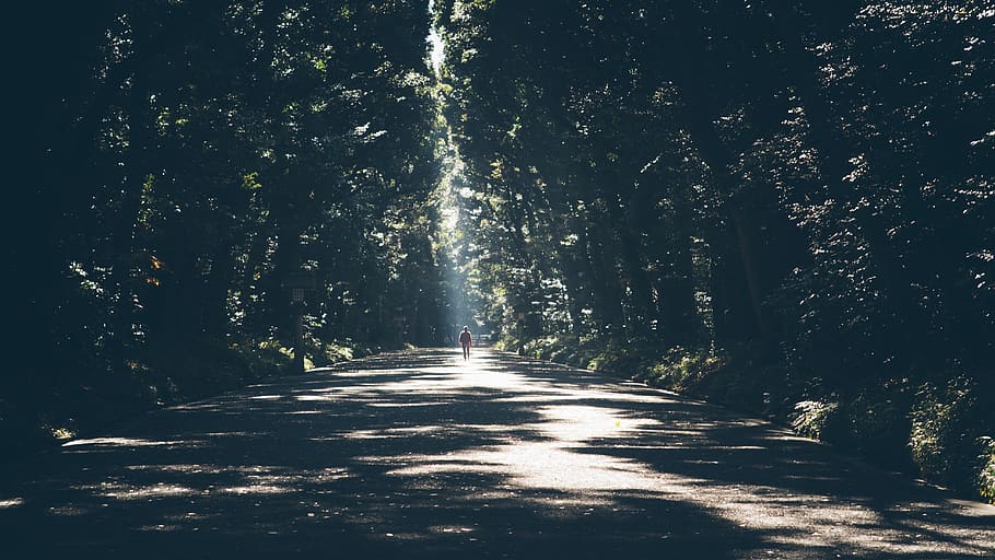 osoba, stojící, inline stromy, směr, strom, cesta vpřed, slunečního světla, rostlina, les, krása v přírodě, Příroda, stín, silnice, klid, den, nikdo, perspektiva, přistát, růst, klidné scény, scenics - příroda, přeprava, venku, dlouho, treelined, 5K