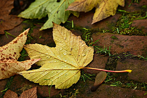 folha de outono, caído, veia, padronizar, haste, gotículas, rua, folha, parte da planta, fechar-se, plantar, natureza, outono, ninguém, mudança, beleza na natureza, dia, visão de alto ângulo, veia da folha, seco, crescimento, terra, queda, ao ar livre, campo, vulnerabilidade, fragilidade, sai, folha de Carvalho, condição natural, gota de chuva, 4K, CC0, domínio público, royalty free