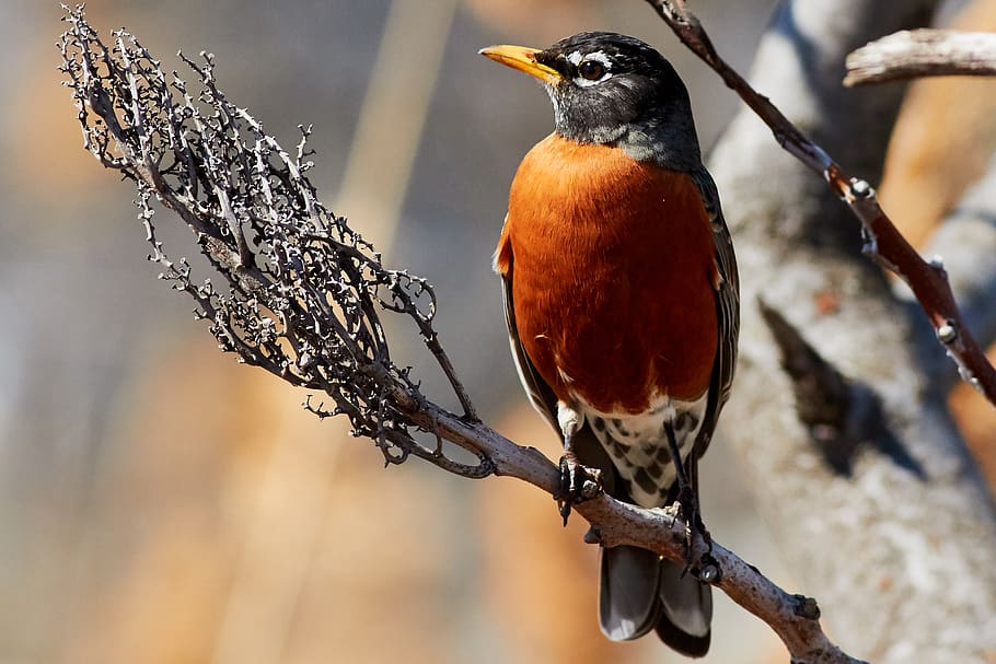 Robin, Vogel, Baum, sitzen, Natur, Auge, Tierthemen, Tiere in freier Wildbahn, Tierwelt, Tier, Wirbeltier, hocken, ein Tier, Fokus auf den Vordergrund, keine Leute, Ast, Tag, Nahansicht, Pflanze, draußen, Schönheit in der Natur, Essen und Trinken, Specht, 2K