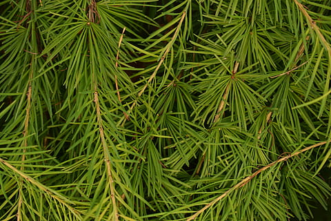 fundal, textură, larice, ace, frunze, verde, natură, vară, Culoarea verde, creştere, plantă, frumusețe în natură, cadru complet, nici o persoana, fundaluri, zi, parte a plantelor, a închide, vedere în unghi mare, teren, liniște, în aer liber, prospeţime, copac, camp, ac - parte a plantelor, conifer, Brad, rouă, 5K, CC0, domeniu public, fără drepturi de autor
