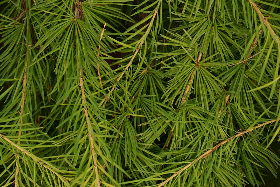 fons, textura, làrix, agulles, fulles, verd, naturalesa, estiu, color verd, creixement, planta, bellesa a la natura, marc complet, full, cap gent, dia, part de la planta, primer pla, vista d’angle alt, terra, tranquil·litat, a l'aire lliure, frescor, arbre, camp, agulla - part de la planta, arbre de coníferes, pi, rosada, 5K