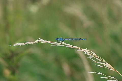 libellula, blu, natura, pianta, animali allo stato selvatico, invertebrato, temi animali, fauna selvatica, insetto, animale, giorno, damselfly, avvicinamento, concentrarsi sulle conoscenze acquisite, un animale, nessuno, all'aperto, messa a fuoco selettiva, erba, raccolto, ala animale, 5K, CC0, dominio pubblico, privo di copyright