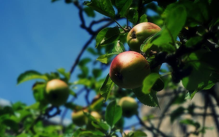 pomes, fruita, arbres, arbre fruiter, pomera, jardí, naturalesa, cel, blau, fulles, plantes, menjar, alimentació saludable, menjar i beguda, planta, arbre, frescor, full, creixement, benestar, part de la planta, color verd, fruita de poma, dia, primer pla, cap gent, branca, a l'aire lliure, madur, poma, 2K
