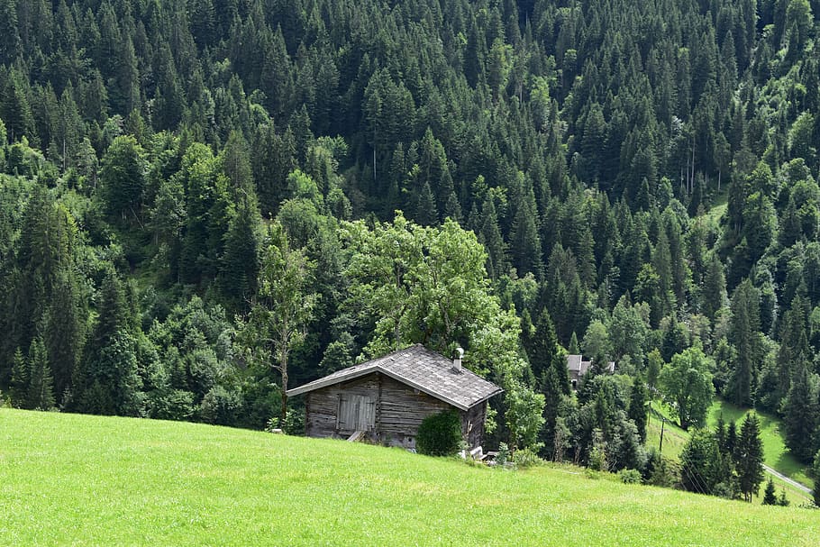 casa, envoltat, arbres, edifici, naturalesa, a l'aire lliure, rural, arbre, bosc, paisatge, Austràlia, söll, bromberg 22, cabina, remot, camp, refugi, barrica, vessant, turó, planta, color verd, terra, creixement, arquitectura, estructura construïda, bellesa a la natura, herba, fullatge, exterior de l'edifici, exuberant fullatge, escenics - natura, tranquil·litat, medi ambient, escena tranquil·la, pi, cap gent, arbre de coníferes, arbre de fulla perenne, bosc de pi, xalet, avet, 5K