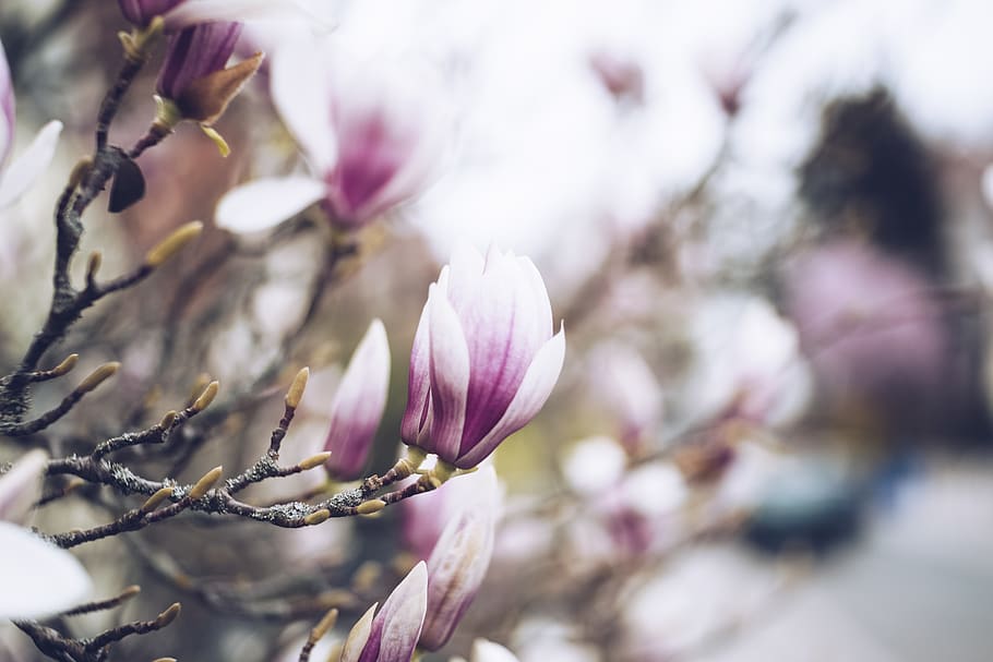 albero in fiore, fioritura, bellissimo, bellezza, fiorire, sfocatura, ramo, luminosa, avvicinamento, colorato, colori, colore, floreale, fiori, fresco, crescita, macro, magnolia, naturale, natura, rosa, pianta, fiori di primavera, fiore, pianta fiorita, bellezza nella natura, freschezza, fragilità, vulnerabilità, primavera, petalo, colore rosa, albero, messa a fuoco selettiva, nessuno, concentrarsi sulle conoscenze acquisite, giorno, testa di fiore, all'aperto, ciliegio, fiore di ciliegio, viola, 5K