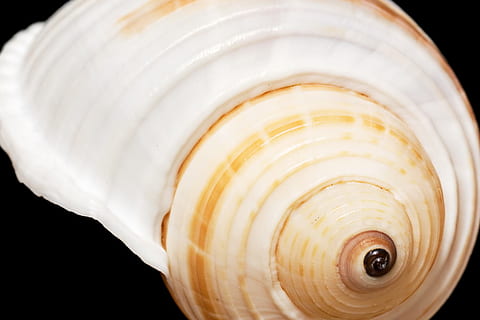 , nero, osso, avvicinamento, costa, guscio di noce, conchiglia, corallo, ciprea, dettaglio, vuoto, ambiente, esotico, pesce, isolato, vita, marino, vita marina, marittimo, mollusco, mitilo, naturale, natura, oceano, baccello, mare, riva del mare, lumaca, spirale, estate, turbine, nessuno, guscio di animale, animale, fauna selvatica, Colore bianco, cibo e bevande, temi animali, invertebrato, rinfresco, in casa, girato in studio, sfondo nero, singolo oggetto, modello, lusso, 720P, CC0, dominio pubblico, privo di copyright