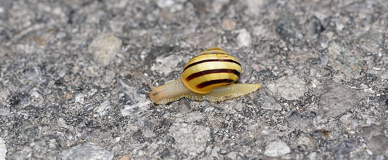 snail, crawl, insect, shell, slow, animal themes, animal, animal wildlife, mollusk, animals in the wild, no people, one animal, invertebrate, nature, gastropod, yellow, close-up, day, solid, outdoors, rock - object, rock, land, 1080P, CC0, public domain, royalty free
