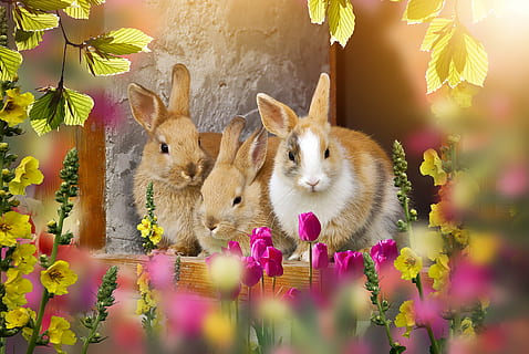 Hase, aus, Ostern, Osterzeit, Süss, klein süß, Blumen, Frühling, charmant, Haustier, Tier, Tierwelt, Osterhase, Tierthemen, Säugetier, Kaninchen - Tier, Blume, Pflanze, blühende Pflanze, Gruppe von Tieren, Natur, keine Leute, süß, Wirbeltier, Feier, Nahansicht, selektiver Fokus, zwei tiere, Schönheit in der Natur, Urlaub, 2K, CC0, gemeinfrei, lizenzfrei