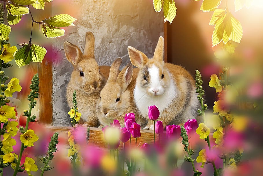 coniglio, su, Pasqua, ora orientale, dolce, piccolo carino, fiori, primavera, affascinante, animale domestico, animale, mondo animale, coniglietto di Pasqua, coniglietto, temi animali, mammifero, coniglio - animale, fiore, pianta, pianta fiorita, gruppo di animali, natura, nessuno, carina, vertebrato, fauna selvatica, celebrazione, avvicinamento, messa a fuoco selettiva, due animali, bellezza nella natura, vacanza, 2K