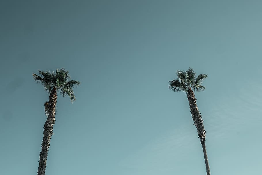 arbres de fulles verdes, arbres de coco, la llum del dia, tir en angle baix, a l'aire lliure, palmeres, cel, arbres, tropical, Palmera, planta, vista d’angle baix, clima tropical, tronc de l'arbre, tronc, alta - alta, creixement, cap gent, naturalesa, arbre, cel clar, còpia espai, bellesa a la natura, dia, tranquil·litat, palmera de coco, blau, arbre tropical, fulla de palma, fons blau, 5K