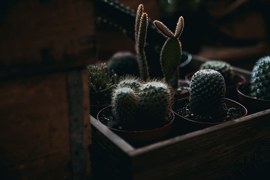 plantes de cactus verdes, cactus, planta, agut, columna vertebral, olla, petit, decoració, naturalesa, Espiga, agulla, kal visual, arbre, amor, fons de pantalla, vivent, natural, orgànic, netejar, fora, material de fusta, primer pla, fons, marró, 2K