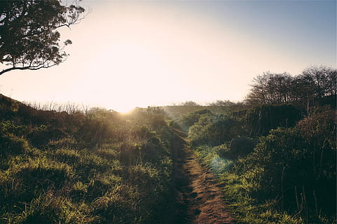 trail, path, grass, trees, bushes, sky, sunshine, sun rays, rural, tree, plant, tranquility, tranquil scene, beauty in nature, scenics - nature, growth, landscape, land, environment, nature, no people, non-urban scene, sunlight, clear sky, sun, field, sunset, lens flare, outdoors, 1080P, CC0, public domain, royalty free