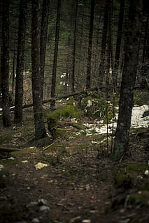 moosbedeckt, Steine, Mitte, Wald, kalt, Tag, Tageslicht, Umgebung, Gras, Grün, Landschaft, Moos, moosige Felsen, Berg, Natur, Naturfotografie, draußen, Park, Felsen, szenisch, Schnee, Boden, Bäume, Winter, Baum, Land, Pflanze, Baumstamm, Kofferraum, keine Leute, Ruhe, Wachstum, ruhige Szene, Szenen - Natur, Schönheit in der Natur, Nicht-städtische Szene, selektiver Fokus, gruslig, Weg, 5K, CC0, gemeinfrei, lizenzfrei