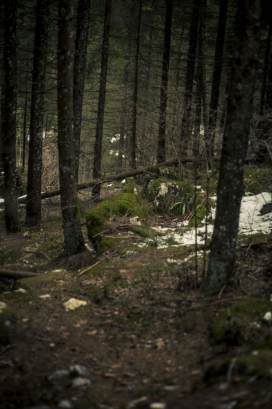 cobert de molsa, pedres, mig, boscos, fred, dia, la llum del dia, medi ambient, bosc, herba, verd, paisatge, molsa, roques molses, muntanya, naturalesa, fotografia de natura, a l'aire lliure, parc, roques, escènic, neu, sòl, arbres, hivern, arbre, terra, planta, tronc de l'arbre, tronc, cap gent, tranquil·litat, creixement, escena tranquil·la, escenics - natura, bellesa a la natura, escena no urbana, enfocament selectiu, fantasmal, ruta, 5K