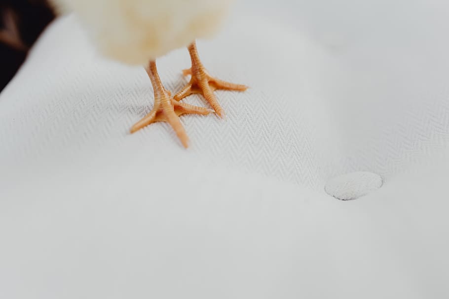 recién nacido, pequeño, pollo, ordenador portátil, computadora, teclado, amarillo, macbook, pájaro, bebé, mullido, aves de corral, pollito, polluelo, de cerca, adentro, un animal, nadie, fauna animal, el color blanco, foto de estudio, animales en la naturaleza, copia espacio, papel, invertebrado, lagartija, estrella de mar, naturaleza, forma de estrella, 5K
