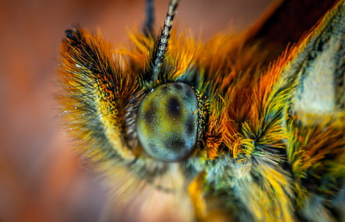 fotografi makro, hijau, serangga, bug, makro, mata, bokeh, mengaburkan, penuh warna, berbulu, potret, kupu-kupu, alam, hewan, merapatkan, kuning, lebah, margasatwa, sayap binatang, warna hijau, mata binatang, multi-warna, terbang, penyerbukan, keindahan di alam, latar belakang, warna hitam, biru, bunga, binatang di alam liar, warna, musim panas, 2K, CC0, domain publik, bebas royalti