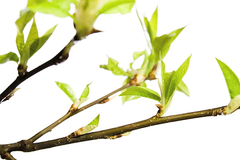 afdeling, træ, blad, grøn, hvid, plante, isolerede, vækst, natur, forår, Kvist, knop, spirende, blomstre, spire, ny, stilk, tæt på, lille, spray, løv, Brun, sæson-, botanisk, voksende, burst, flor, skyde, Kirsebærtræ, vegetation, makro, sæson, flora, kirsebær, ung, have, løvet, urt, frisk, detalje, delikat, friskhed, plante del, grøn farve, ingen mennesker, skønhed i naturen, udendørs, dag, mad og drikke, selektiv fokusering, hvid baggrund, lav vinkel visning, plantestamme, 4K, CC0, offentligt domæne, royaltyfrie