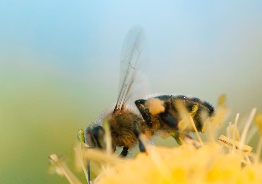 albină, insectă, macro, floare, natură, grădină, animale tematice, animal, animale sălbatice, nevertebrat, animale în sălbăticie, un animal, frumusețe în natură, nici o persoana, a închide, plantă, zi, planta cu flori, fragilitate, selectiv, vulnerabilitate, prospeţime, cap de floare, polenizare, 2K