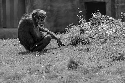 Affe, Denken, nachdenklich, Schimpanse, Zoo, Tier, Klischee-Album-Cover, Primas, ein Tier, Tierwelt, Säugetier, Tiere in freier Wildbahn, Wirbeltier, Sitzung, Tag, keine Leute, Natur, Pflanze, Land, Fokus auf den Vordergrund, draußen, 4K, CC0, gemeinfrei, lizenzfrei